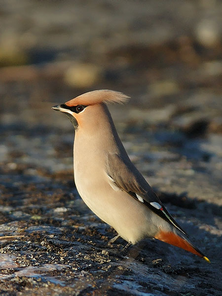 Tilhi, Bohemian Waxwing, Bombycilla garrulus